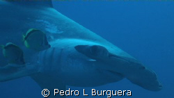 MARTILLO by Pedro L Burguera 
